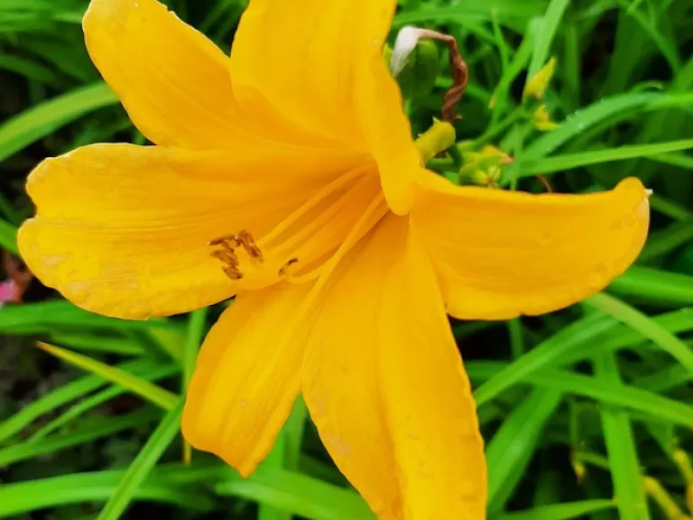Hemerocallis hybride 'Aten'