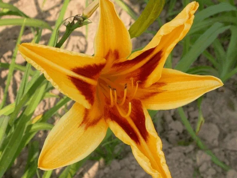 Hemerocallis hybride 'Bonanza'
