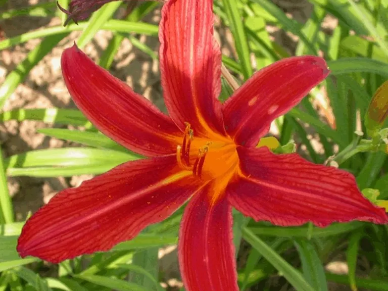 Hemerocallis hybride 'Flaming Sword'