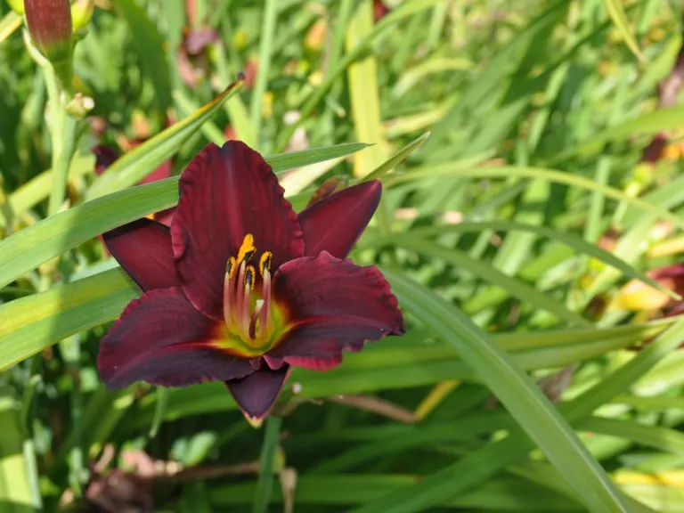 Hemerocallis hybride 'Pardon Me'