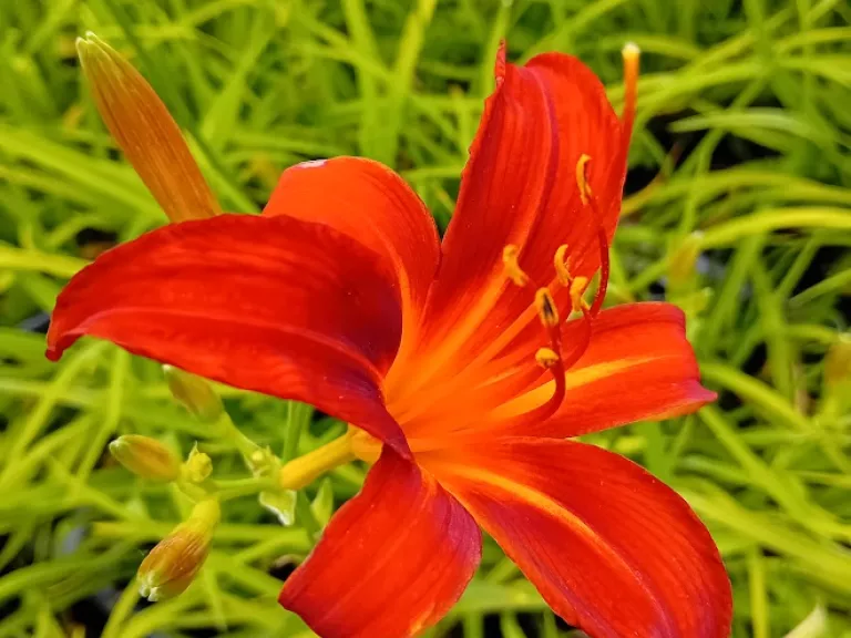 Hemerocallis hybride 'Sammy Russell'