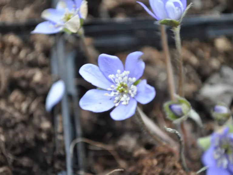 Hepatica nobilis