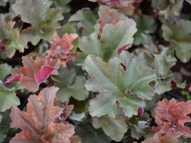 Heuchera hybride 'Cappucino'