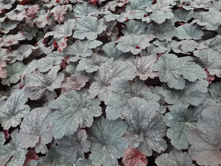 Heuchera hybride 'Cajun Fire' ®