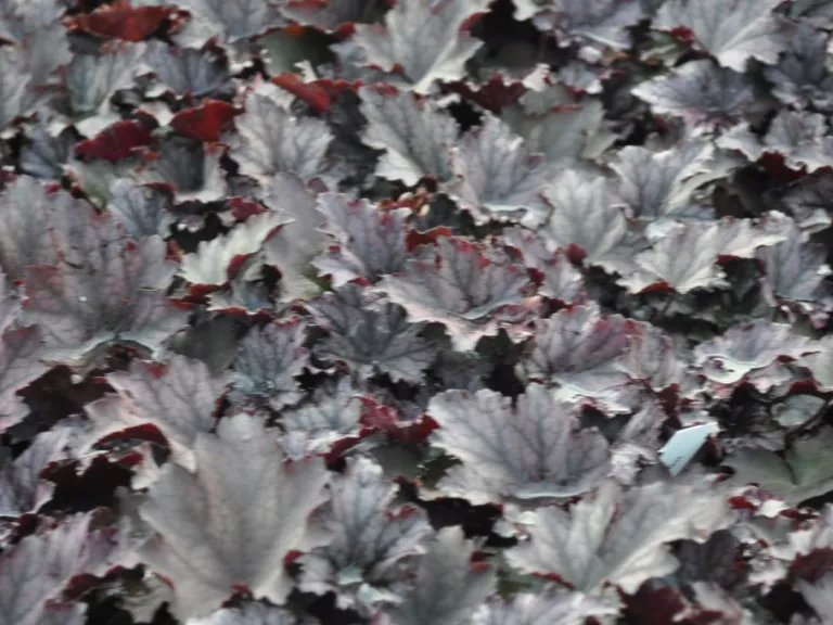 Heuchera hybride 'Frosted Violet'
