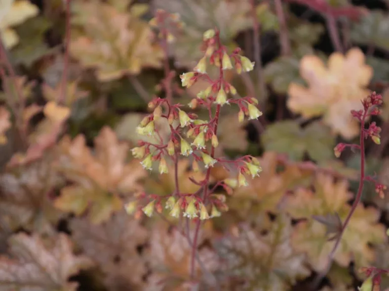 Heuchera hybride 'Ginger Ale' (PBR)