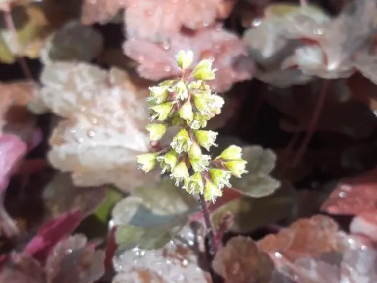 Heuchera hybride 'Little Cutie Blondie' (PBR)