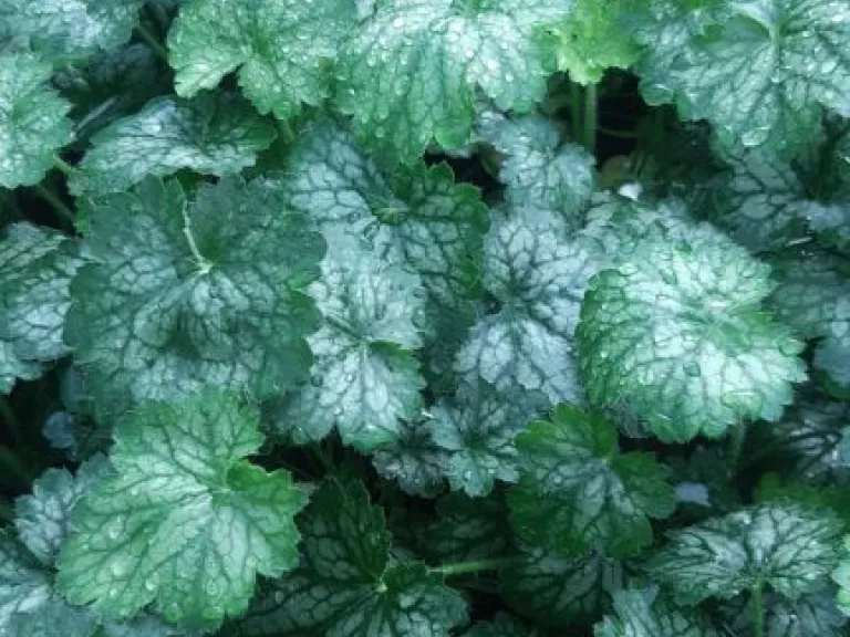 Heuchera hybride 'Little Cutie Peppermint' (PBR)