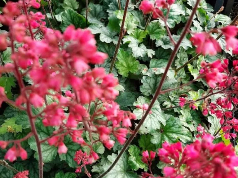 Heuchera hybride 'Paris' ®