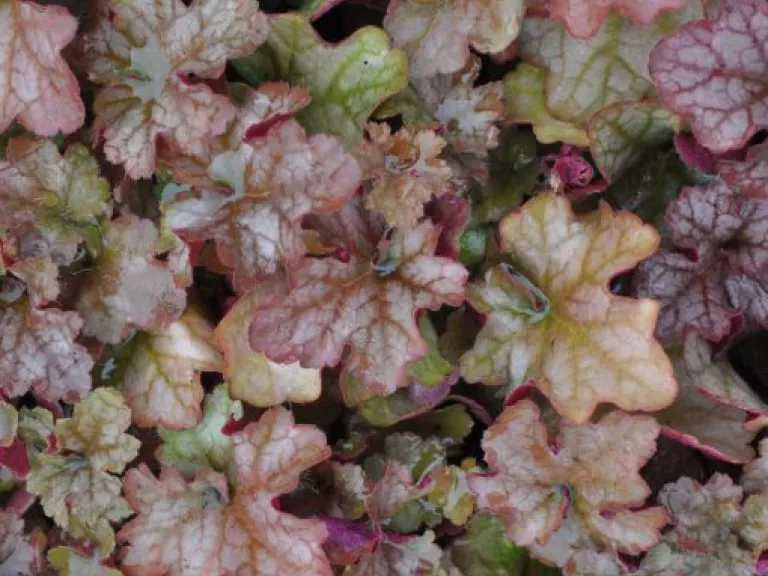 Heuchera hybride 'Pinot Gris' (PBR)