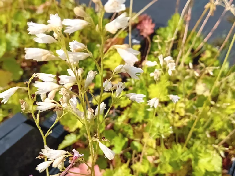 Heuchera sanguinea 'White Cloud'