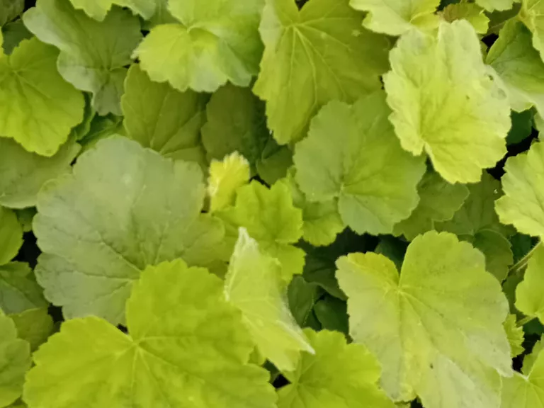 Heuchera villosa (macrorrhiza)