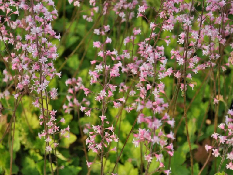 Heucherella alba 'Bridget Bloom'