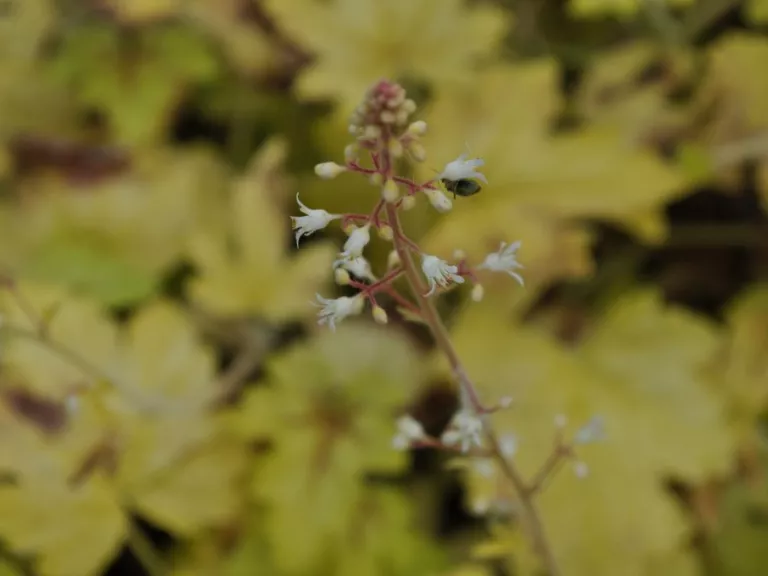 Heucherella hybride 'Alabama Sunrise' (PBR)