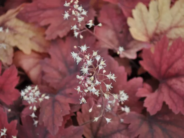 Heucherella hybride 'Sweet Tea' (PBR)