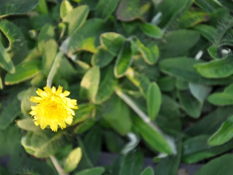 Hieracium pilosella