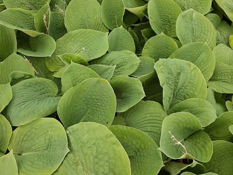 Hosta hybride 'Elegans'