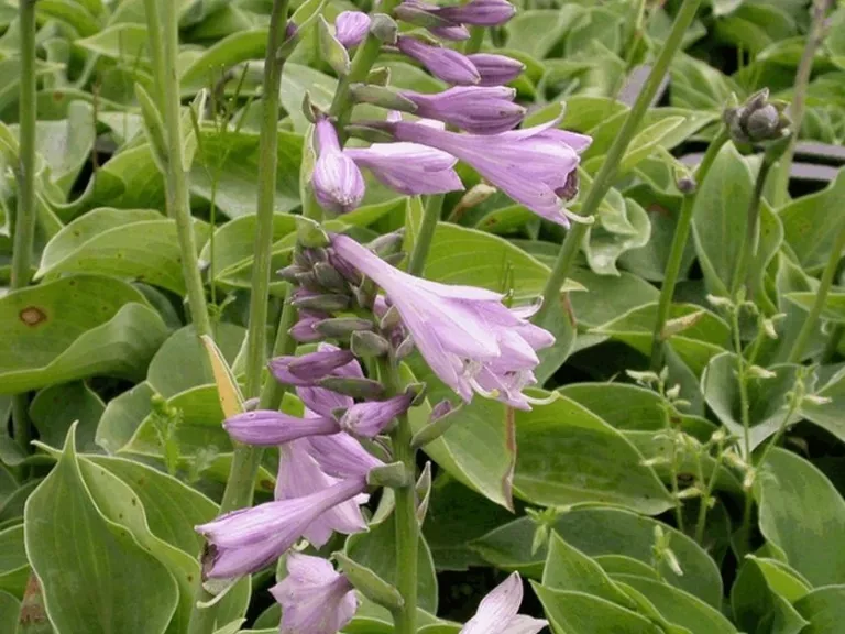 Hosta hybride 'Blue Cadet'