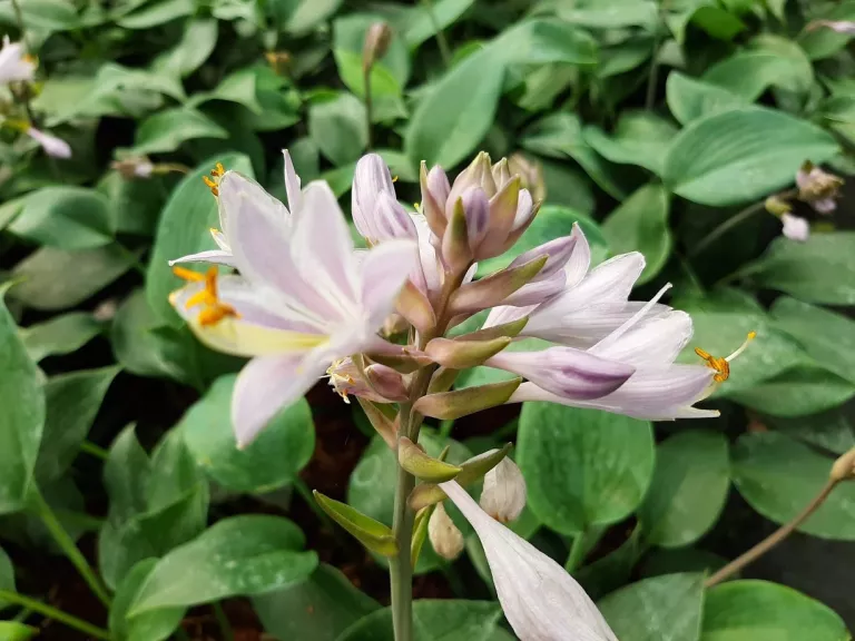 Hosta hybride 'Halcyon'