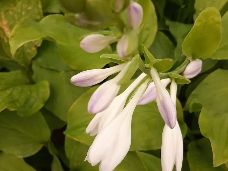 Hosta hybride 'Honeybells'