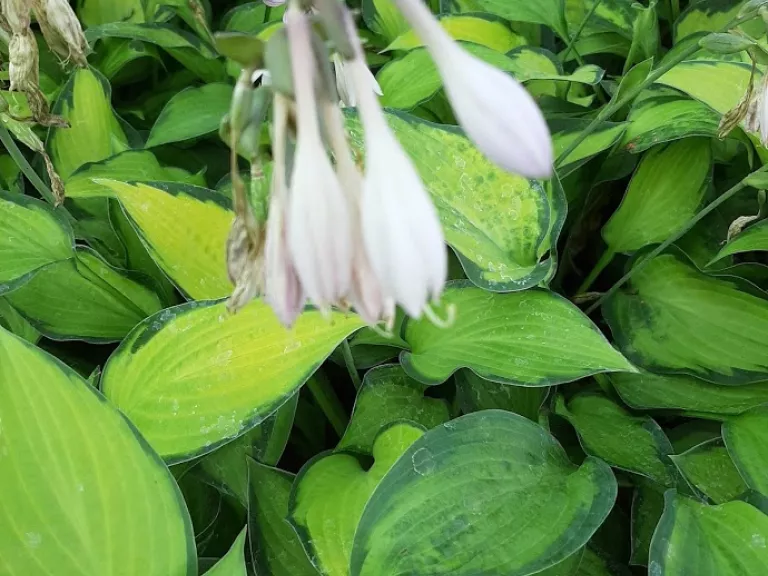 Hosta hybride 'Paul's Glory'