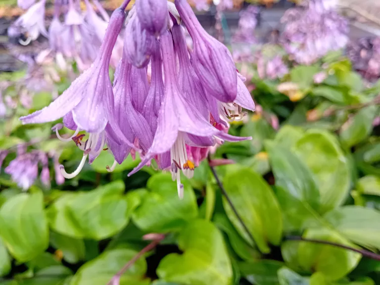 Hosta hybride 'Purple Heart' ®