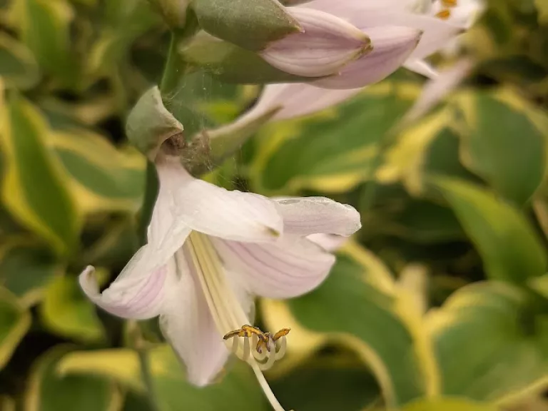 Hosta hybride 'Wide Brim'