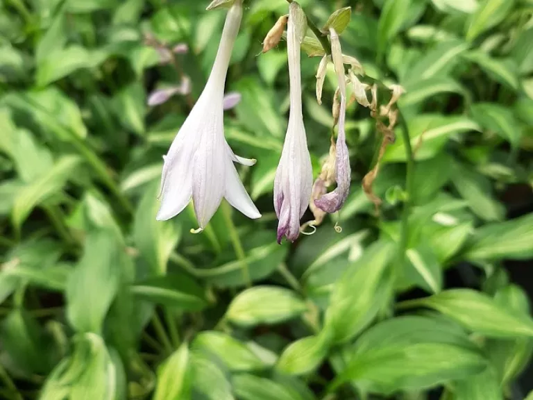 Hosta undulata 'Mediovariegata'