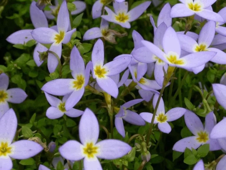Houstonia caerulea 'Millard's Variety'