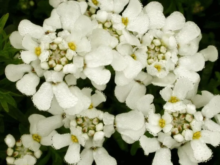 Iberis sempervirens 'Fischbeck'