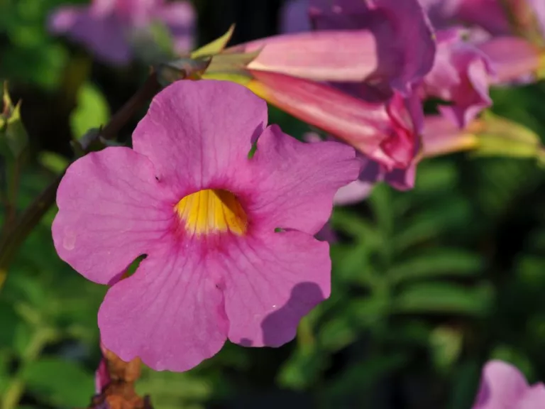 Incarvillea delavayi