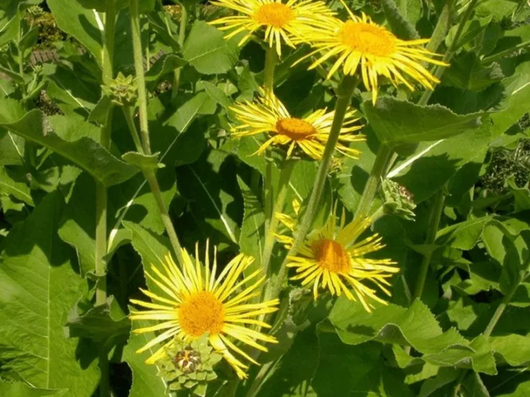 Inula helenium