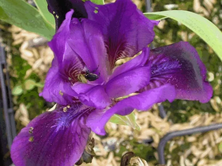 Iris germanica 'Black Knight'