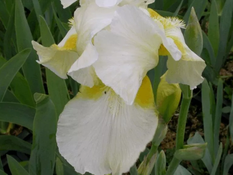 Iris germanica 'Caldron'