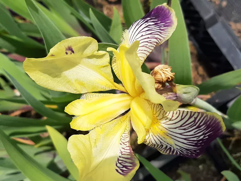 Iris germanica 'Nibelungen'