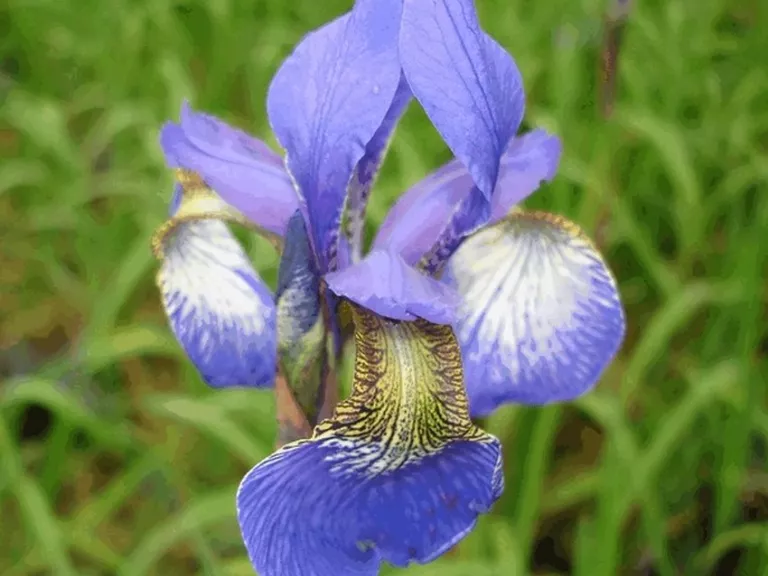 Iris sibirica 'Perry's Blue'