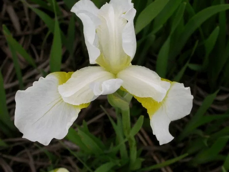 Iris sibirica 'Snow Queen'