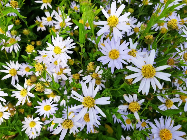 Kalimeris incisa 'Charlotte'
