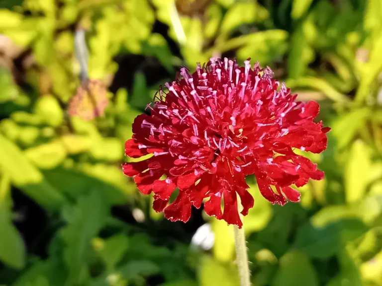Knautia macedonica 'Mars Midget'