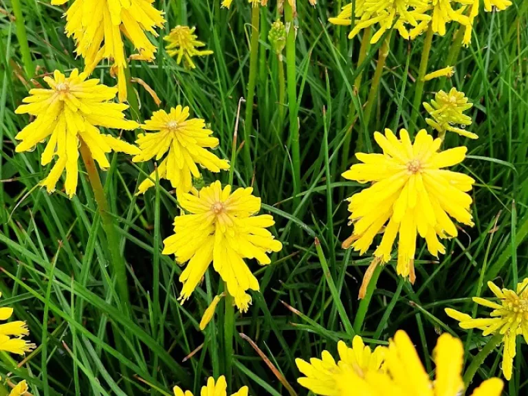 Kniphofia hybride 'Banana Popsicle' (PBR)