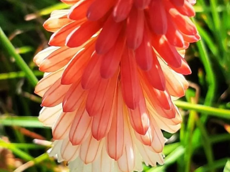 Kniphofia hybride 'Orange Vanilla Popsicle' (PBR)