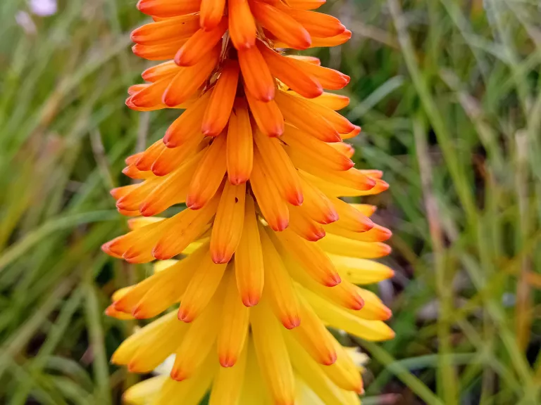 Kniphofia hybride 'Rich Echoes'