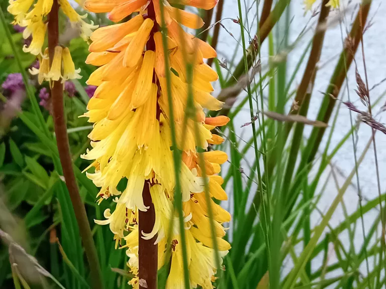 Kniphofia hybride 'Tawny King'