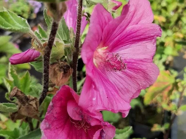 Lavatera hybride 'Bredon Springs'