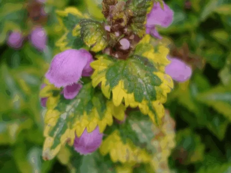 Lamium maculatum 'Anne Greenaway'