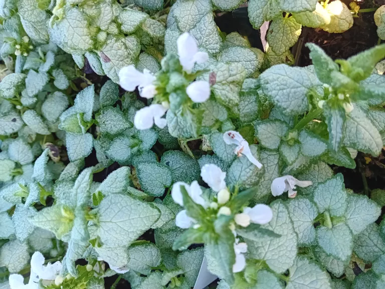 Lamium maculatum 'White Nancy'