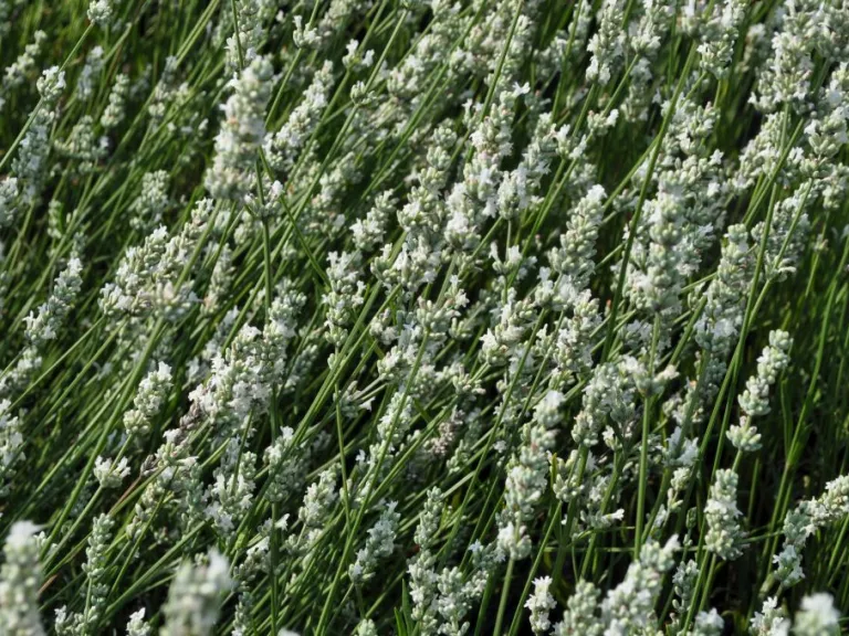 Lavandula angustifolia 'Alba'