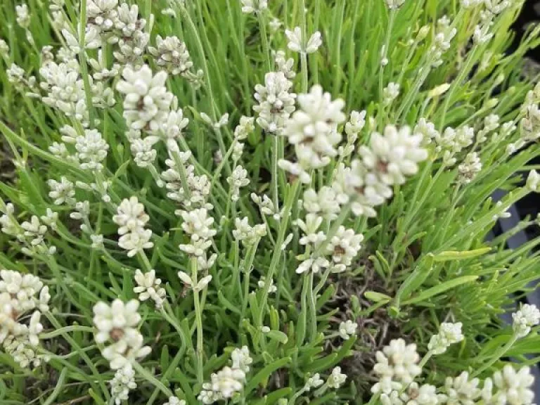 Lavandula angustifolia 'Nana Alba'