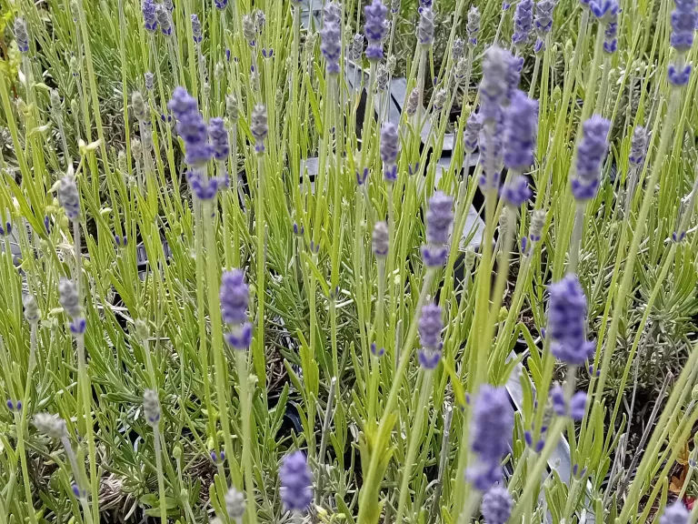 Lavandula angustifolia 'Peter Pan'