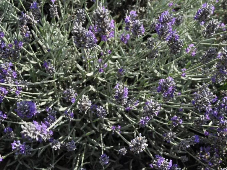 Lavandula angustifolia 'Richard Grey'